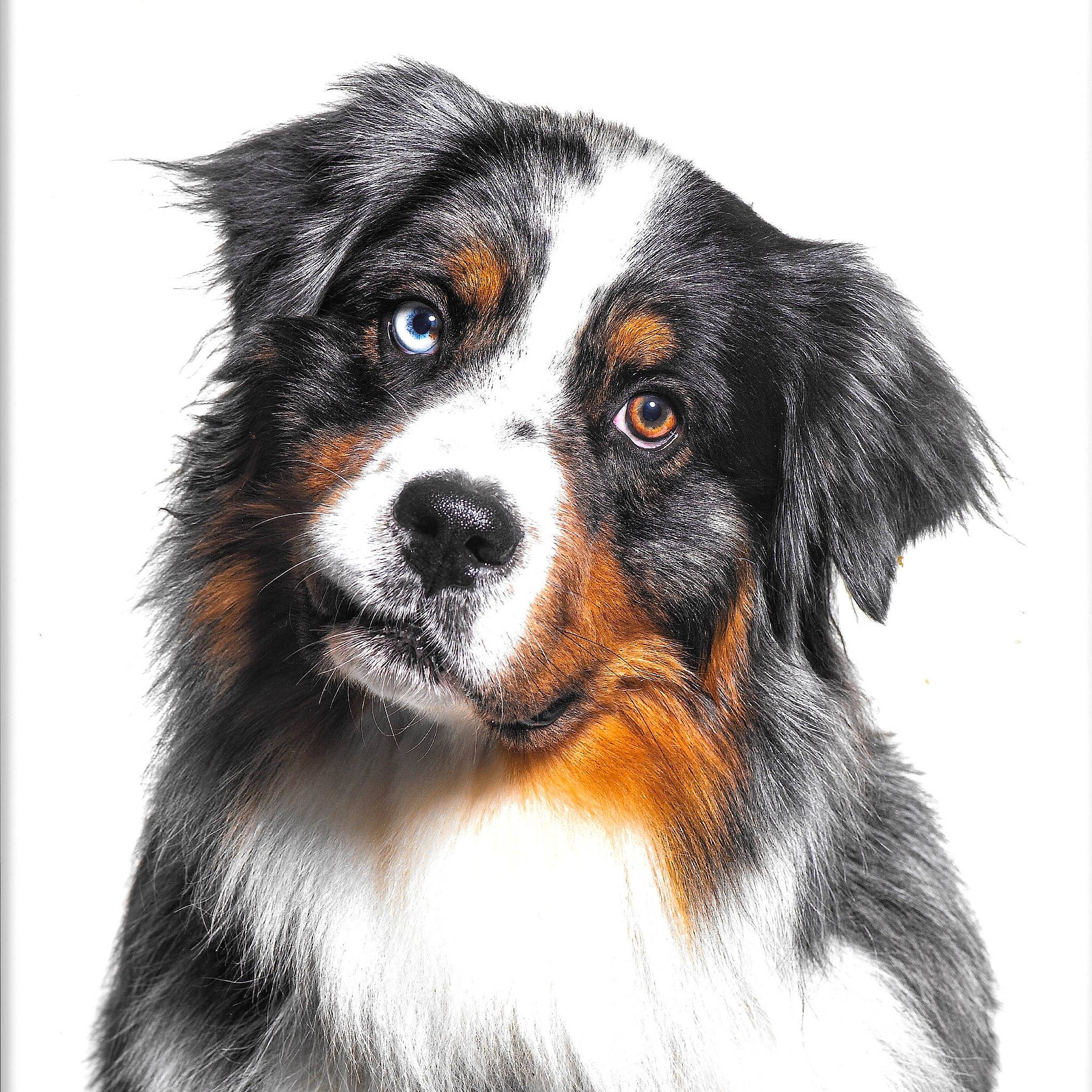 Snow a rejoint le concours — aidez-le/la à gagner de superbes lots ! australian_shepherd, bernese_mountain_dog, canidae, carnivore, companion_dog, dog, dog_breed, snout, sporting_group, terrestrial_animal, whiskers, working_dog
