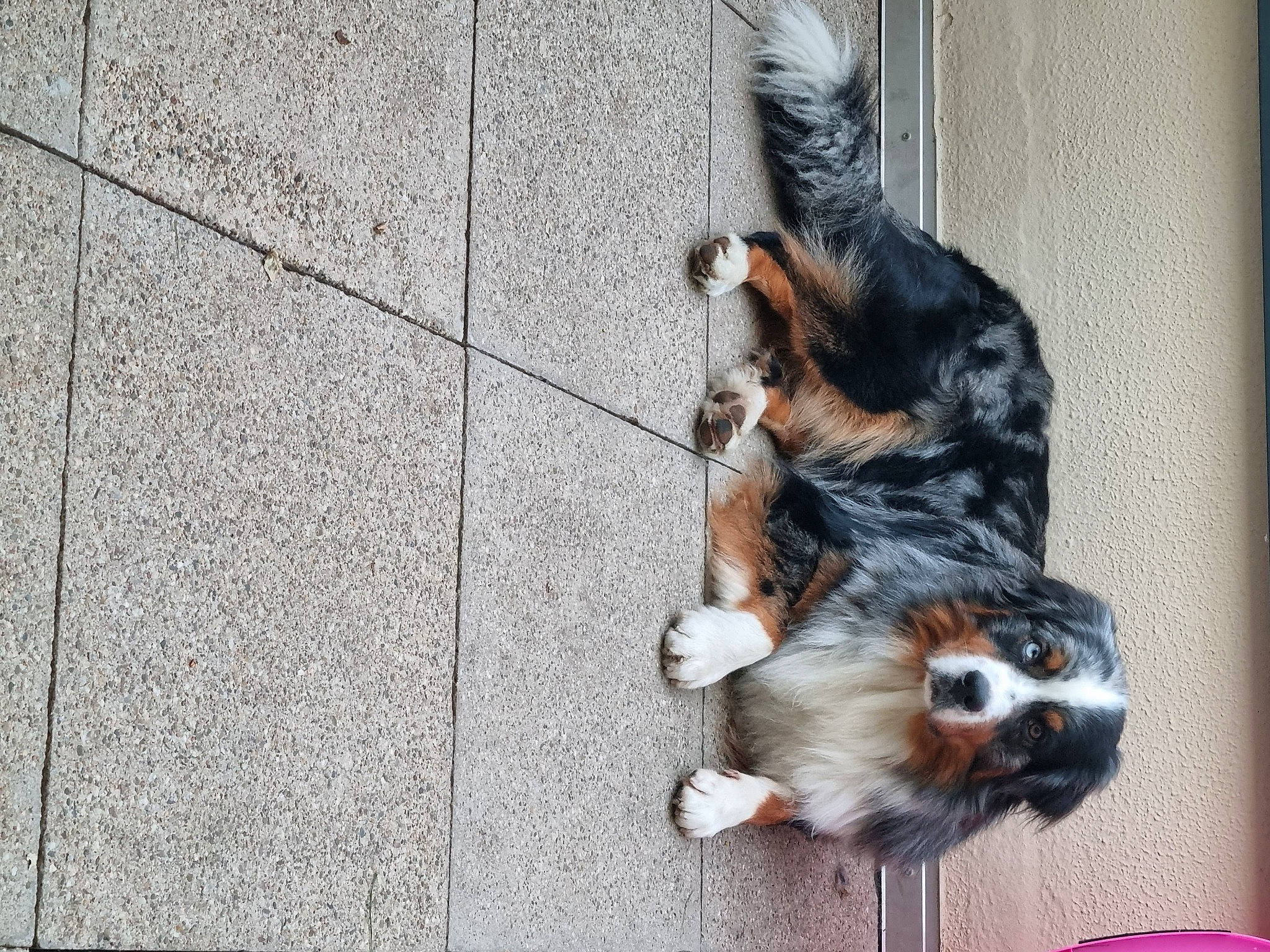 Snow a rejoint le concours — aidez-le/la à gagner de superbes lots ! asphalt, carnivore, cavalier_king_charles_spaniel, companion_dog, dog, dog_breed, felidae, flooring, fur, paw, road_surface, small_to_medium_sized_cats, snout, spaniel, sporting_group, tail, toy_dog, whiskers, working_animal, working_dog