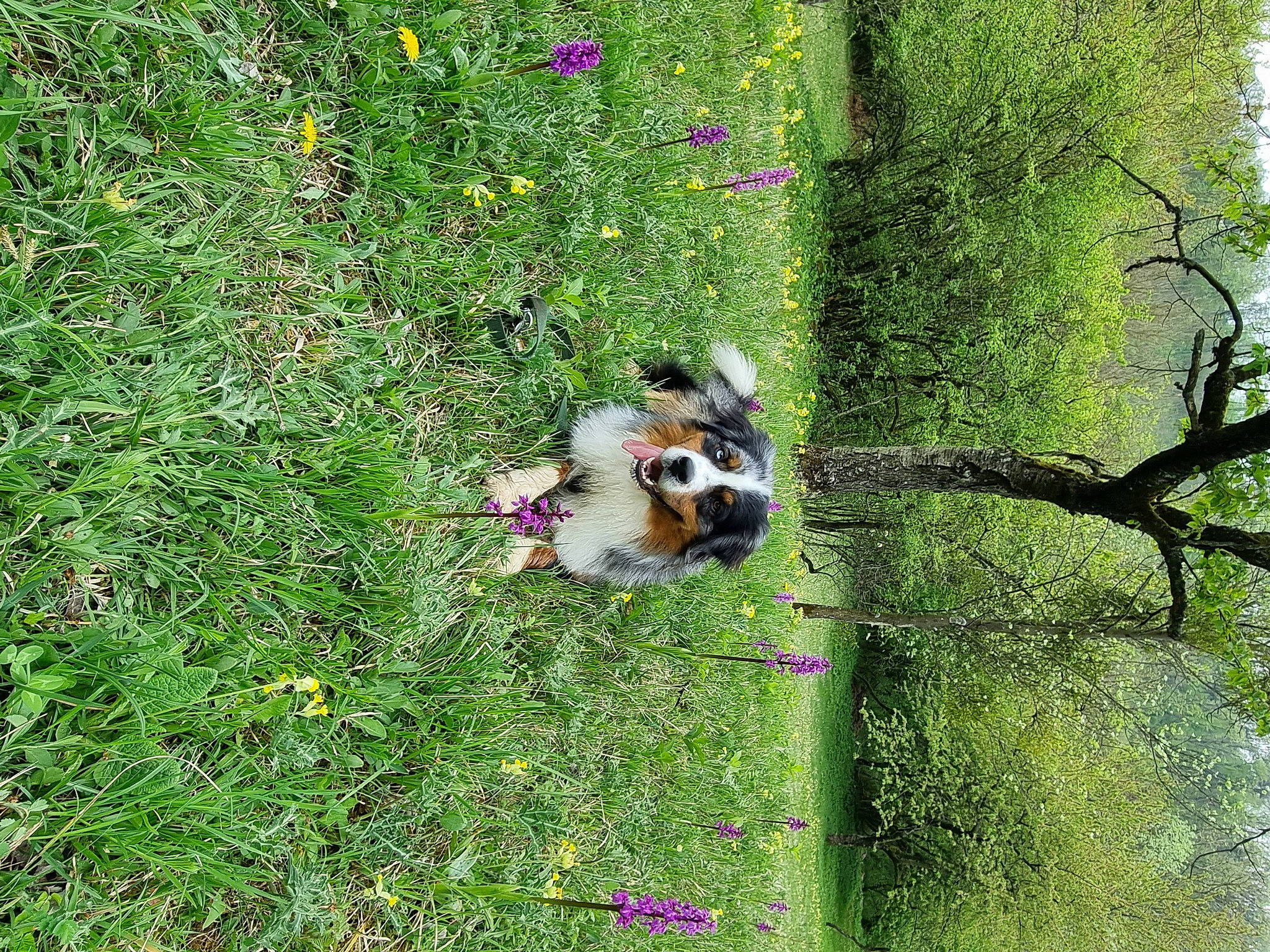 Snow a rejoint le concours — aidez-le/la à gagner de superbes lots ! biome, carnivore, cavalier_king_charles_spaniel, companion_dog, dog, dog_breed, flower, grass, green, groundcover, herbaceous_plant, lawn, natural_landscape, people_in_nature, plant, shrub, sporting_group, tree, trunk, vegetation