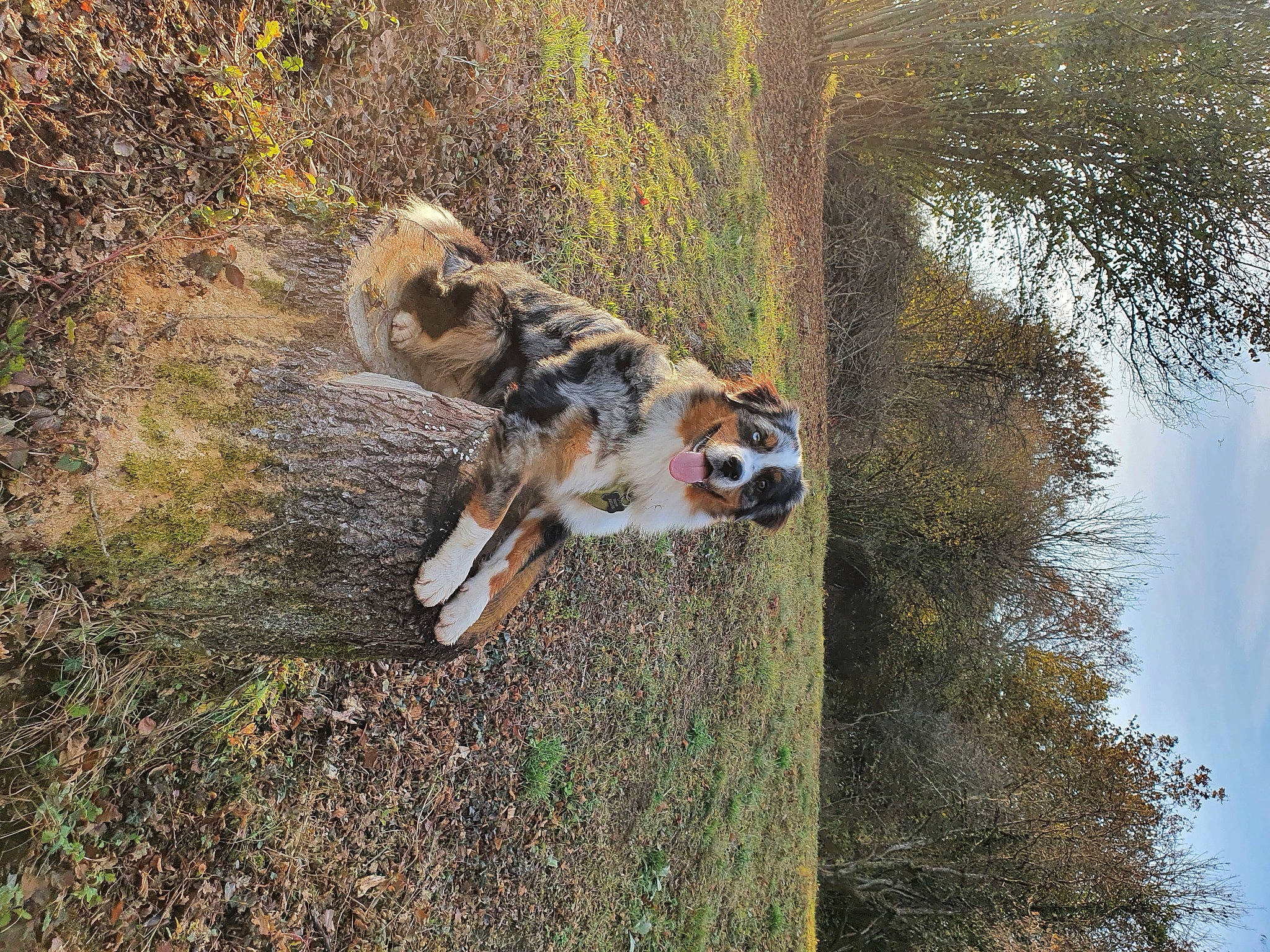 Snow participe au concours pour gagner de l'argent avec cette photo : canidae, carnivore, cloud, dog, dog_breed, fawn, fur, grass, nature_reserve, plant, sky, snout, sporting_group, terrestrial_animal, tree, trunk, twig, water, wildlife, wood