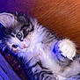 kitten, cat, fluffy, paw, curious, indoor, soft_blanket, wooden_background, fur, pet, animal, cute, young_cat, whiskers, closeup, feline, playful, domestic_cat, resting, alert