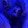 Goobert is registered to the contest to win money with this photo: kitten, cat, pet, blanket, fur, playful, mouth_open, cozy, indoor, animal, cute, tabby, resting, feline, warm, soft, claw, paw, sleepy, blue_light