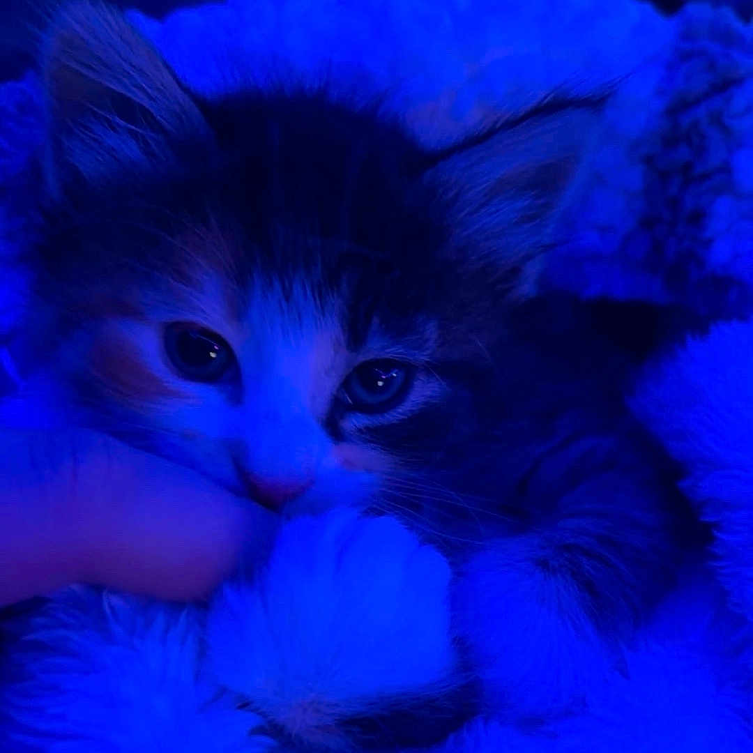 Goobert is registered to the contest to win money with this photo: animal, blanket, blue_light, cat, closeup, comfort, cozy, cute, fur, furry, indoor, kitten, nibble, paw, pet, sleepy, small, snuggle, soft, whiskers