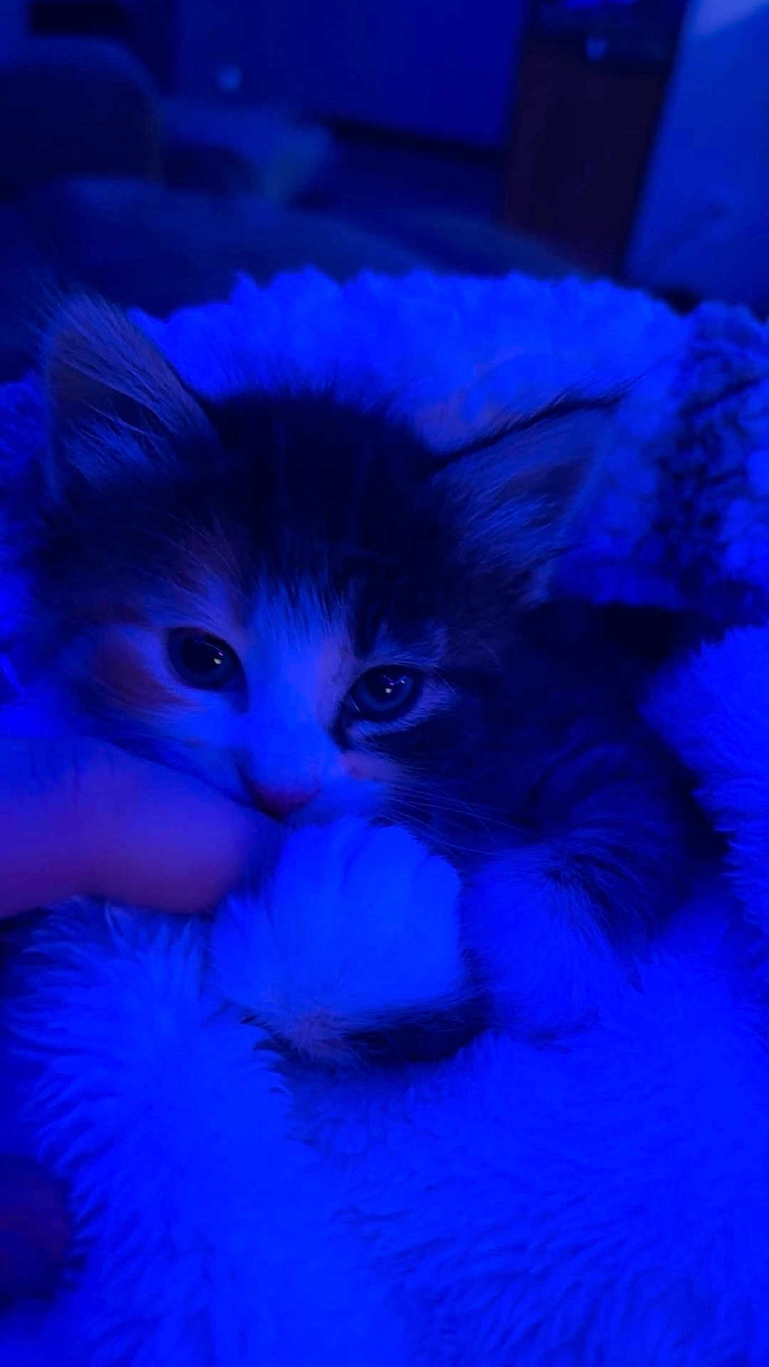 Goobert is registered to the contest to win money with this photo: kitten, cat, paw, blanket, furry, cute, pet, animal, snuggle, cozy, indoor, closeup, soft, sleepy, comfort, blue_light, small, whiskers, fur, nibble