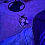 Goobert is registered to the contest to win money with this photo: kitten, cat, carpet, cardboard_box, indoor, pet, fur, paws, curious, purple_light, cozy, small, cute, animal, feline, young, playful, home, toy, floor