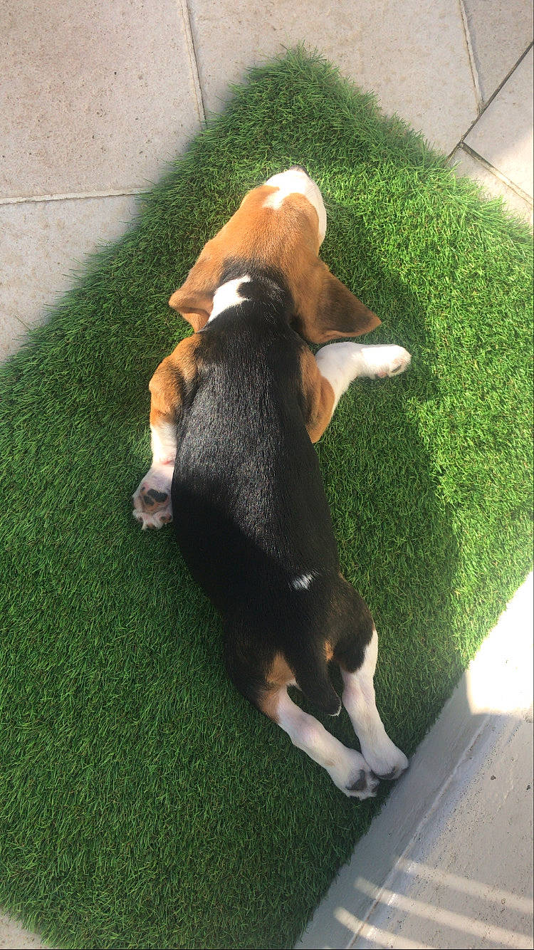 Roxie participe au concours pour gagner de l'argent avec cette photo : beagle, beagle_harrier, canidae, carnivore, dog, dog_breed, english_foxhound, entlebucher_mountain_dog, estonian_hound, finnish_hound, grand_anglo_francais_tricolore, grass, hamiltonstovare, mammal, pocket_beagle, scent_hound, serbian_tricolour_hound, tail, vertebrate