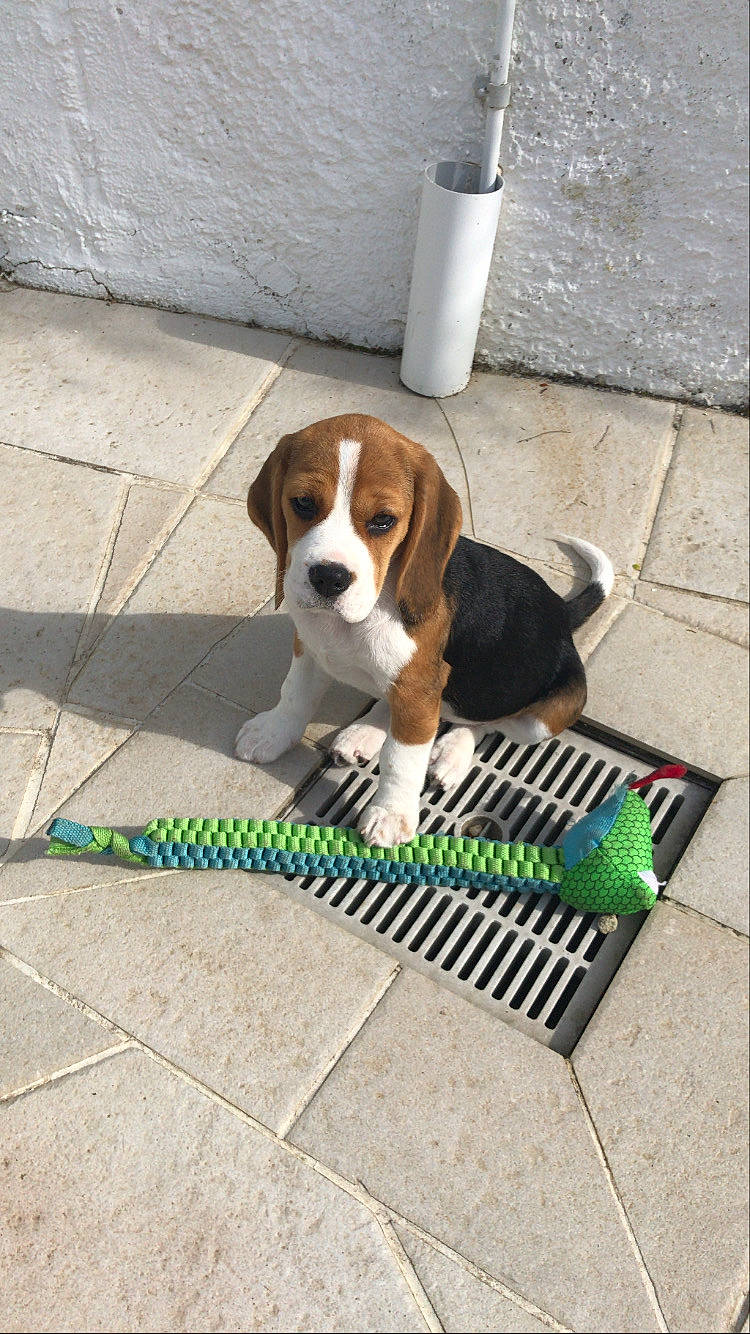 Roxie participe au concours pour gagner de l'argent avec cette photo : basset_hound, beagle, beagle_harrier, beaglier, canidae, carnivore, companion_dog, dog, dog_breed, finnish_hound, hound, leash, mammal, pocket_beagle, puppy, rare_breed_dog, scent_hound, sporting_group, tile