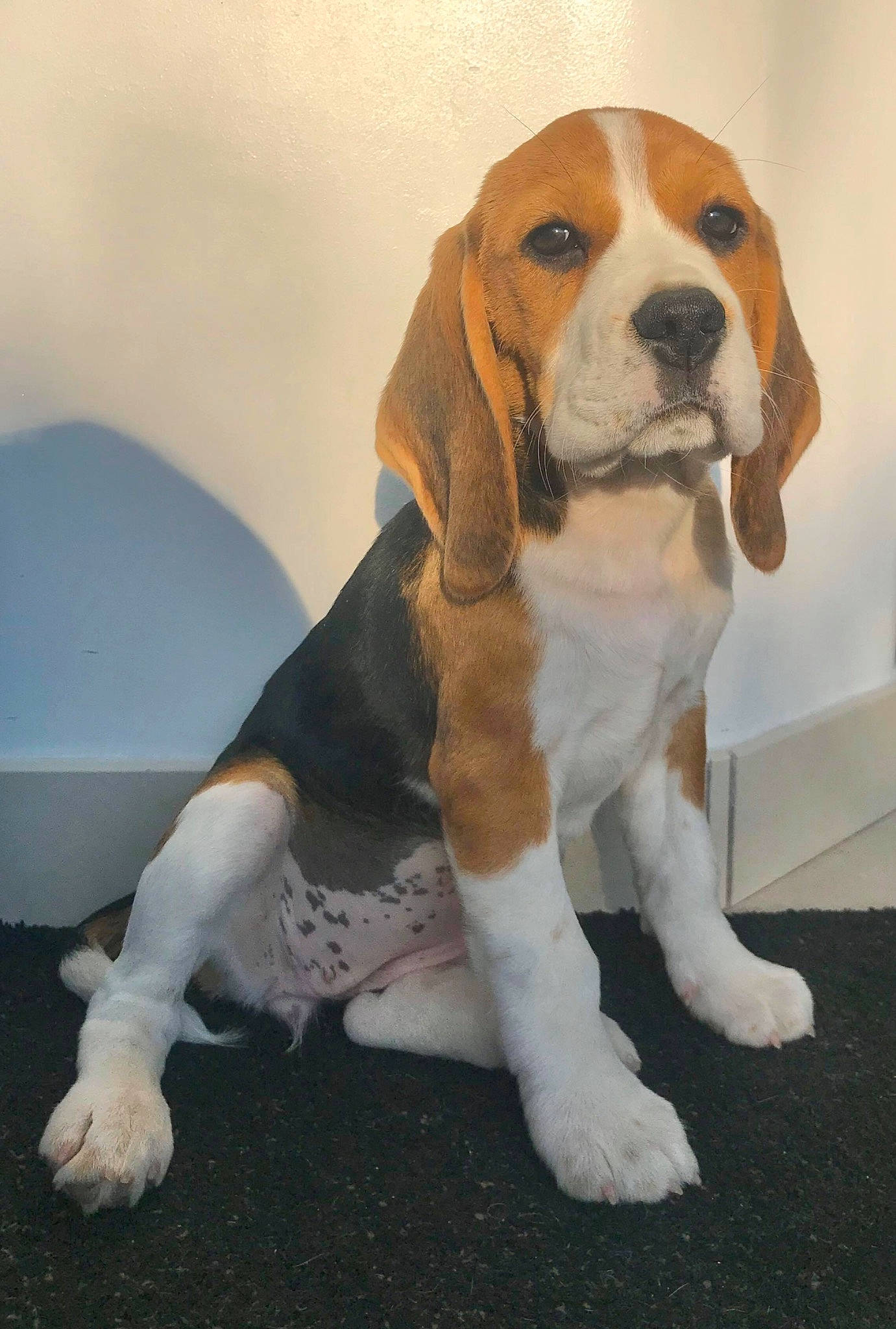 Roxie participe au concours pour gagner de l'argent avec cette photo : artois_hound, basset_artesien_normand, basset_hound, beagle, beagle_harrier, canidae, carnivore, companion_dog, dog, dog_breed, english_foxhound, estonian_hound, finnish_hound, harrier, hound, mammal, pocket_beagle, scent_hound, schweizer_laufhund, vertebrate