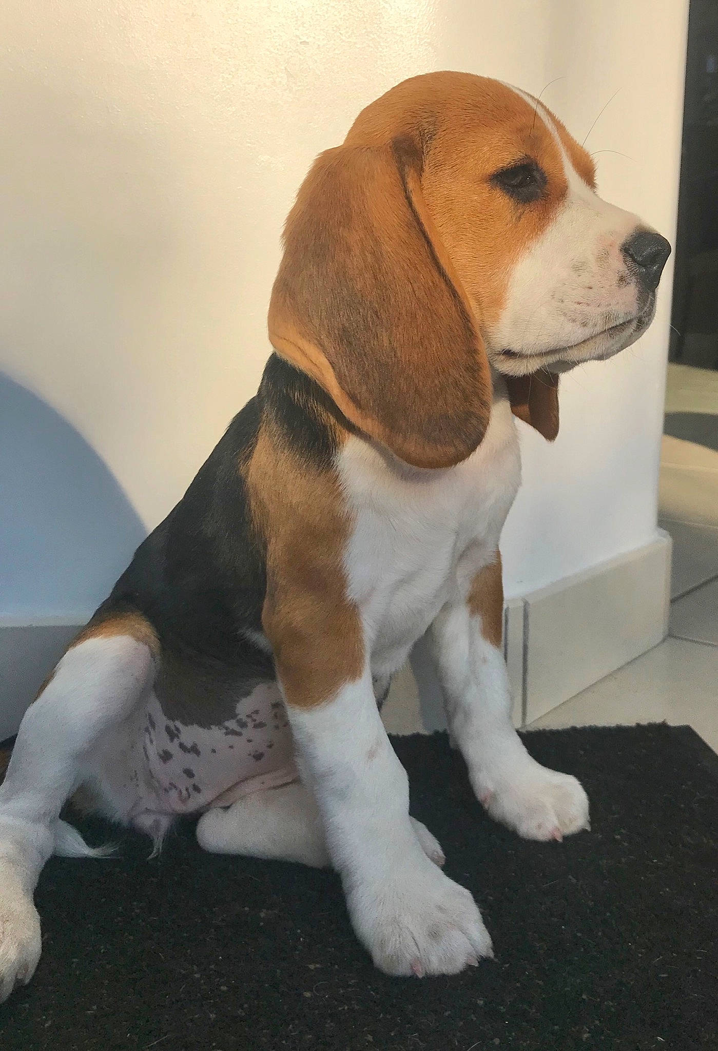Roxie a rejoint le concours — aidez-le/la à gagner de superbes lots ! american_foxhound, artois_hound, basset_artesien_normand, beagle, beagle_harrier, canidae, carnivore, companion_dog, dog, dog_breed, english_foxhound, estonian_hound, finnish_hound, harrier, hound, mammal, pocket_beagle, schweizer_laufhund, serbian_tricolour_hound, vertebrate
