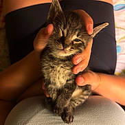 Big Handsome joined the competition — help win amazing prizes! kitten, cat, pet, hands, lap, person, sleepy, tabby, fur, closeup, cozy, indoor, soft_lighting, cute, animal, resting, comfort, small, gentle, warm