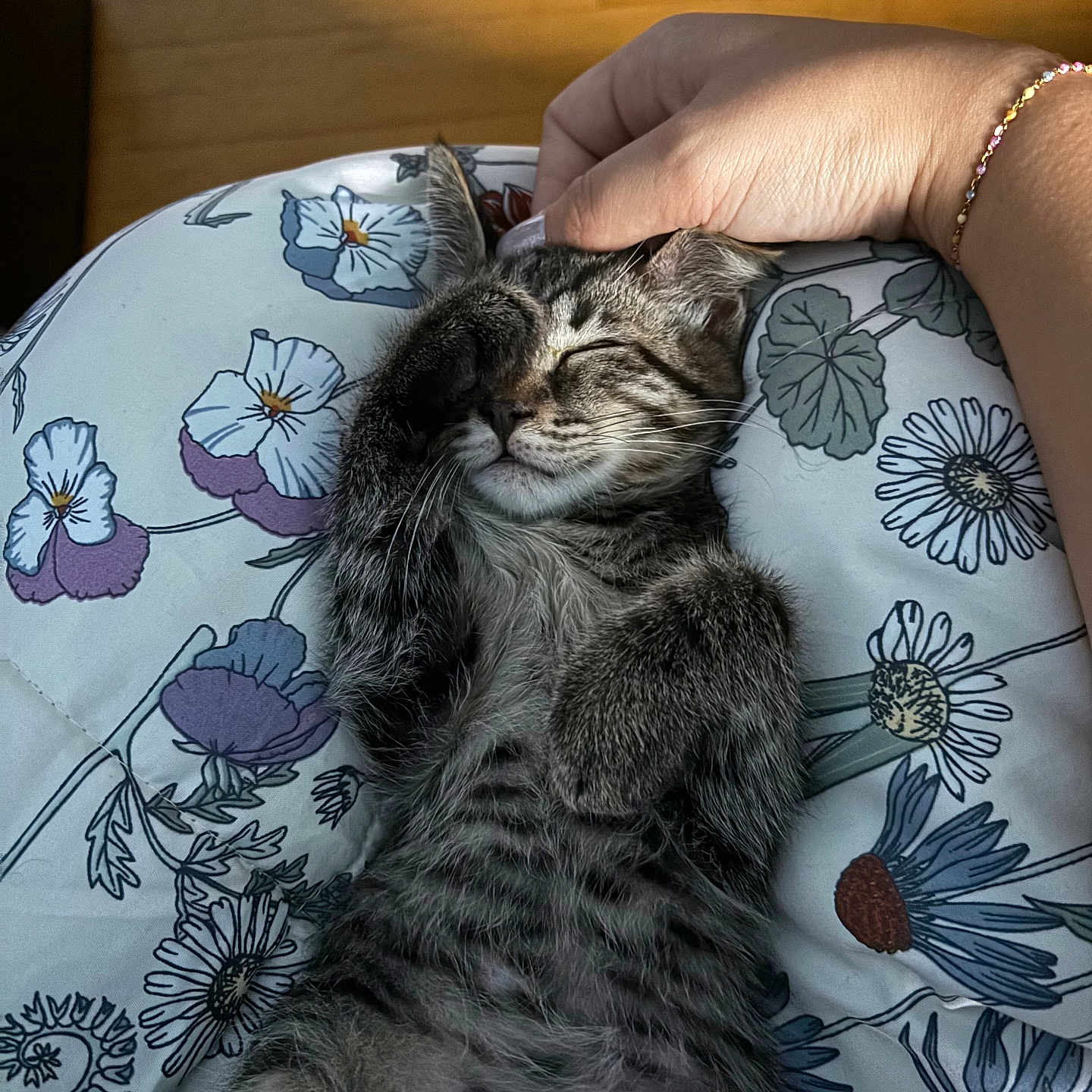 Big Handsome joined the competition — help win amazing prizes! cat, closeup, comfort, cushion, cute, feline, floral_pattern, fur, hand, indoor, kitten, paw, peaceful, pet, relaxation, resting, sleeping, soft, tabby, whiskers