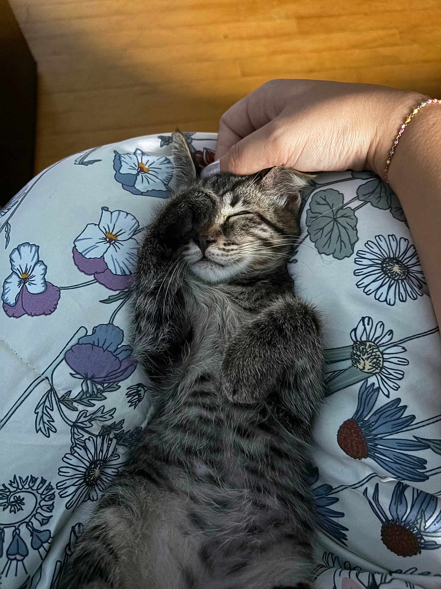 Big Handsome joined the competition — help win amazing prizes! kitten, tabby, cat, paw, hand, cushion, floral_pattern, resting, sleeping, pet, indoor, closeup, cute, feline, fur, whiskers, relaxation, comfort, soft, peaceful