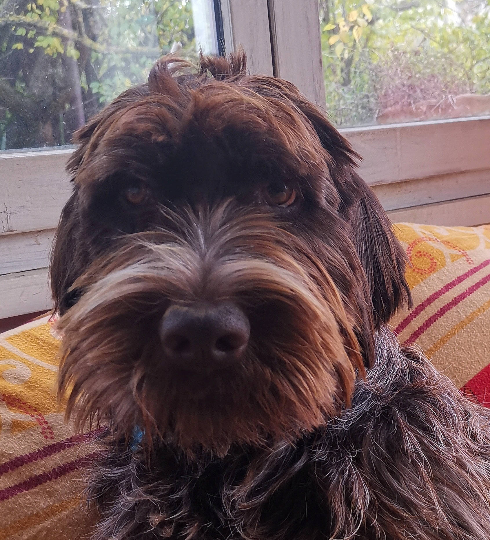 Brad participe au concours pour gagner de l'argent avec cette photo : carnivore, companion_dog, dog, dog_breed, fur, liver, small_terrier, snout, sporting_group, terrier, toy_dog, tree, water_dog, wood, working_animal, yorkipoo