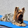 animal, blue_mat, cute, dog, ears, face, fur, long_hair, mammal, outdoor, paw, pet, portrait, relaxed, resting, small_dog, sunlight, texture_wall, tie, yorkshire_terrier