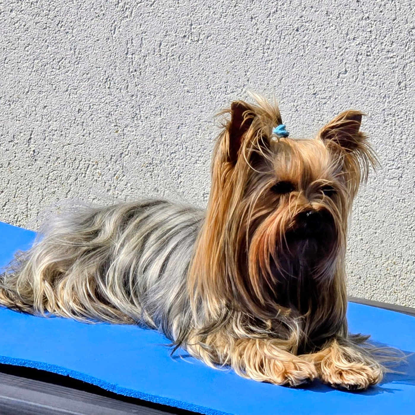 Chanel participe au concours pour gagner de l'argent avec cette photo : animal, blue_mat, cute, dog, ears, face, fur, long_hair, mammal, outdoor, paw, pet, portrait, relaxed, resting, small_dog, sunlight, texture_wall, tie, yorkshire_terrier