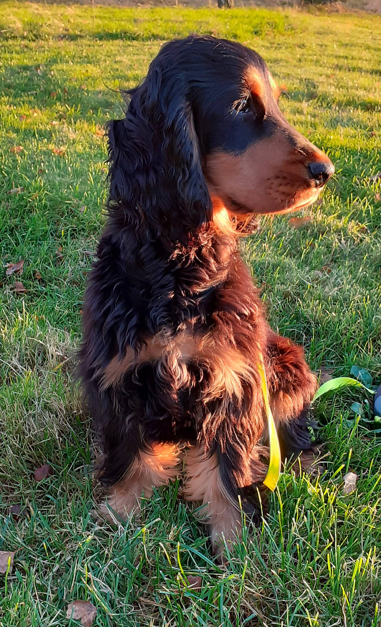 Socrate a rejoint le concours — aidez-le/la à gagner de superbes lots ! canidae, carnivore, cocker_spaniel, companion_dog, dog, dog_breed, fur, grass, gun_dog, hunting_dog, liver, retriever, spaniel, sporting_group, working_animal, working_dog