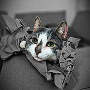 Taco is registered to the contest to win money with this photo: animal, black_and_white_background, box, cardboard, cat, closeup, color_pop, crumpled_paper, curious, cute, domestic_animal, ears, eyes, face, feline, indoor, paper, pet, portrait, whiskers