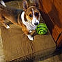 Shorty joined the competition — help win amazing prizes! alert, animal, brown_cushion, companion, corgi, curious, cute, dog, domestic, ears_up, floor, green_ball, house, indoor, looking_up, pet, playing, small_dog, tile, wooden_furniture