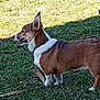 alert, animal, brown, canine, corgi, daytime, dog, ears, grass, leash, mouth, nature, outdoor, park, pet, side_view, standing, sunlight, walking, white
