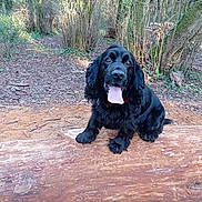 Uby participe au concours pour gagner de l'argent avec cette photo : dog, black_dog, tongue_out, log, forest, trees, woodland, outdoor, nature, pet, animal, canine, happy, playful, sitting, fur, daylight, leaves, bark, ground