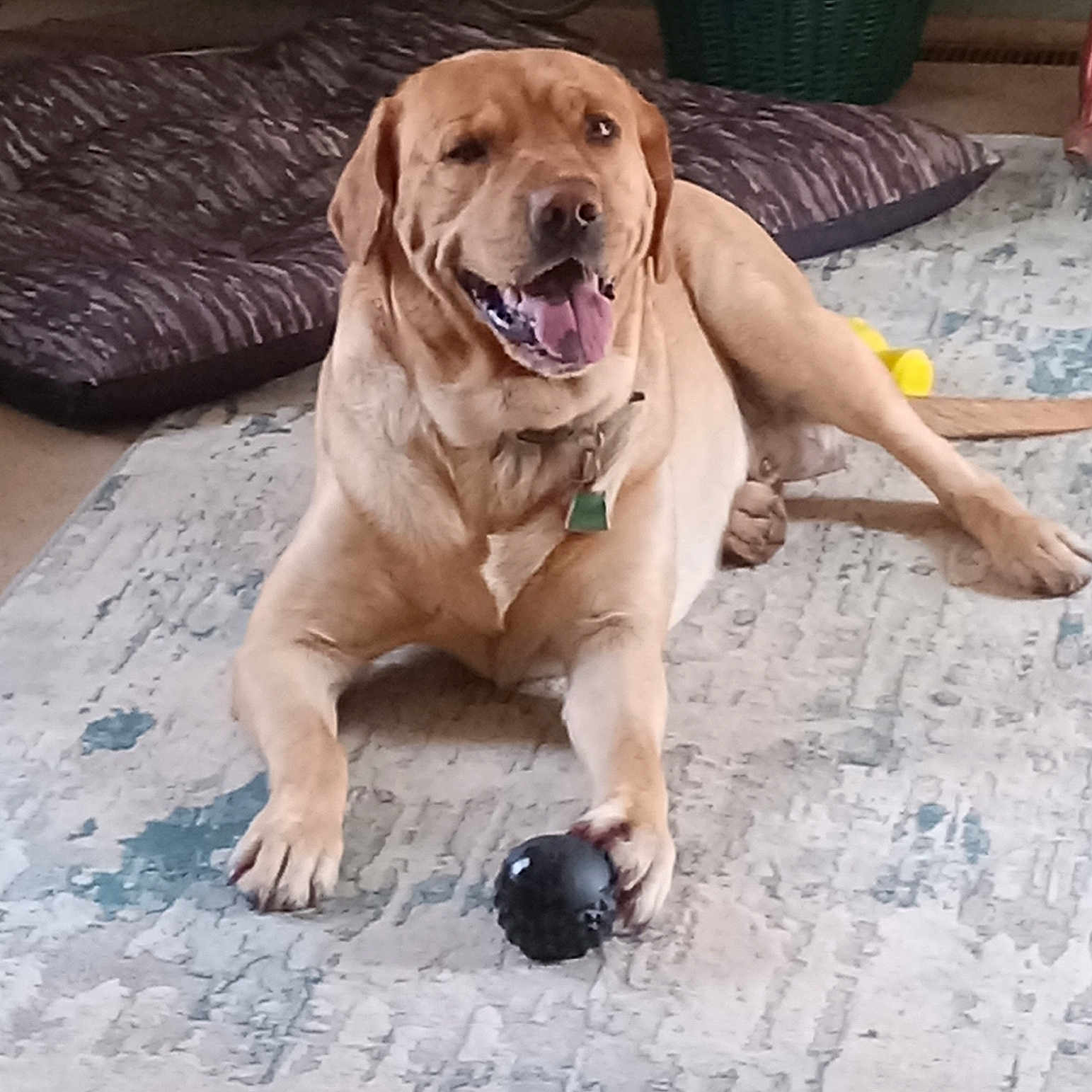 Gus is registered to the contest to win money with this photo: animal, ball, canine, carpet, collar, dog, domestic, floor, fur, golden_retriever, happy, household, indoor, lying_down, paw, pet, playful, relaxed, tongue_out, toy