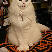 Mollie Mae joined the competition — help win amazing prizes! cat, white_cat, fluffy, long_hair, pet, sitting, indoors, living_room, portrait, front_view, blue_eyes, green_eyes, whiskers, ears, bell_collar, blanket, television, bookshelf, household, serious_expression