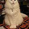 cat, white_cat, fluffy, long_hair, pet, sitting, indoors, living_room, portrait, front_view, blue_eyes, green_eyes, whiskers, ears, bell_collar, blanket, television, bookshelf, household, serious_expression
