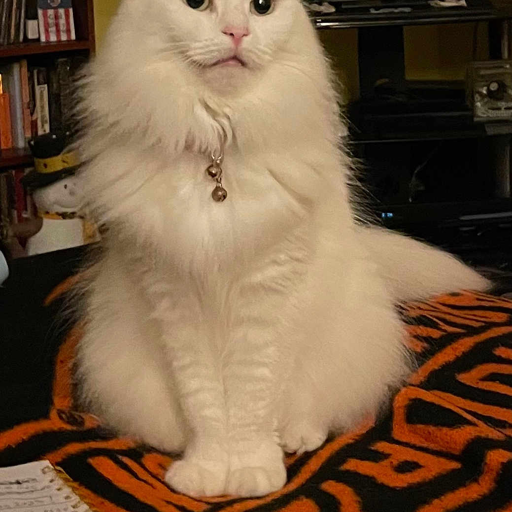 Mollie Mae