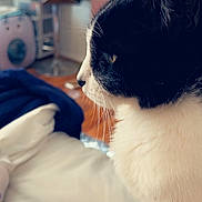 Chaka is registered to the contest to win money with this photo: animal, background_blur, bed, black_and_white, blanket, cat, close_up, cozy, curious, domestic, fur, furniture, home, indoor, pet, portrait, relaxed, side_profile, soft_light, whiskers