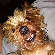 Gator is registered to the contest to win money with this photo: animal, ball, bodypart, canine, dog, face, football, head, mouth, person, pet, photography, portrait, puppy, sleeping, soccer, soccerball, sport, teeth, terrier
