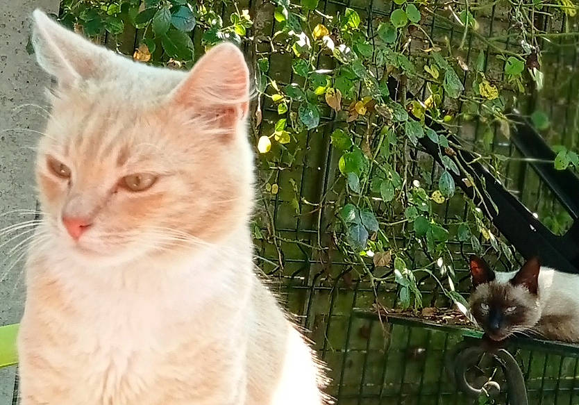 Fripon a rejoint le concours — aidez-le/la à gagner de superbes lots ! carnivore, cat, domestic_short_haired_cat, fawn, felidae, fur, grass, leaf, mesh, plant, small_to_medium_sized_cats, snout, tail, tree, twig, vertebrate, whiskers, wildlife, window, wood