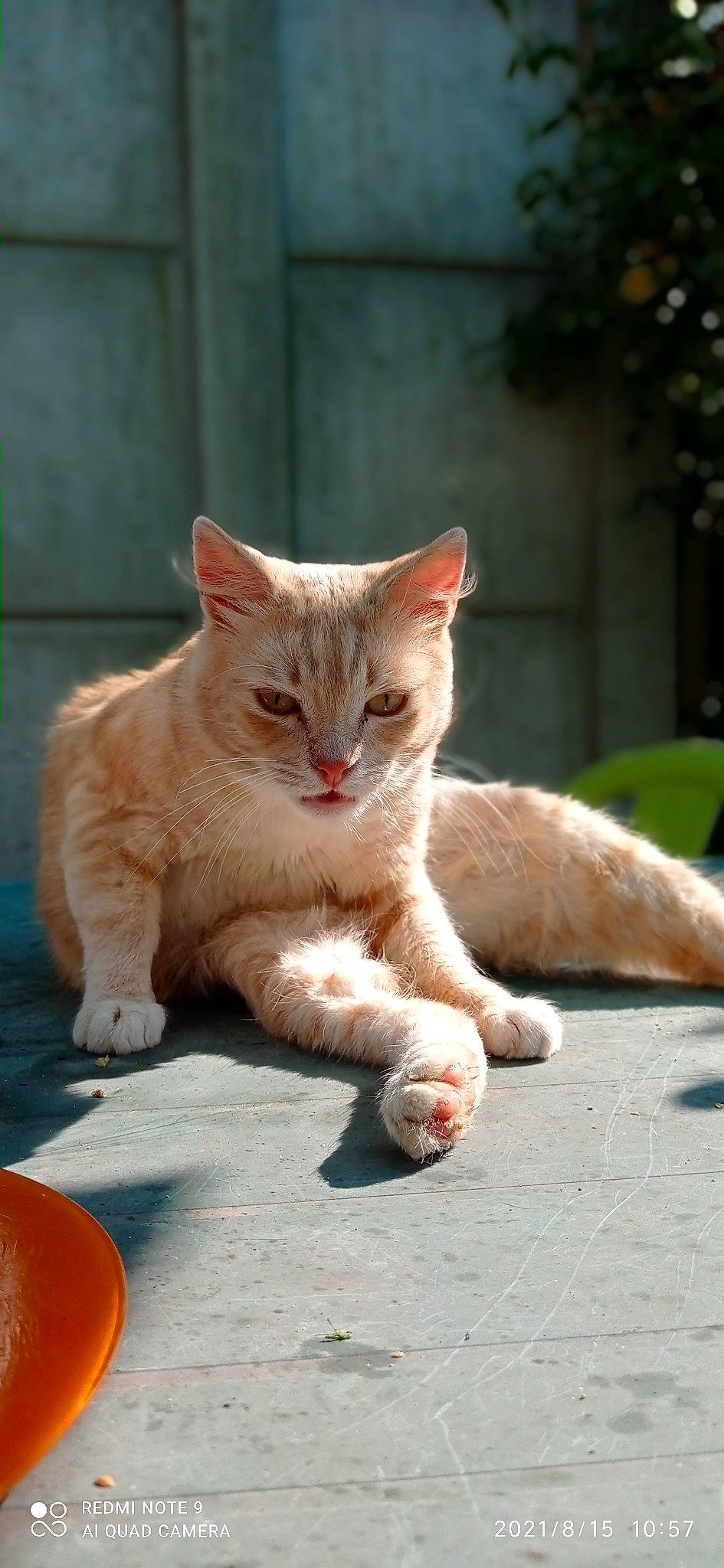 Fripon a rejoint le concours — aidez-le/la à gagner de superbes lots ! carnivore, cat, claw, domestic_short_haired_cat, fawn, felidae, foot, fur, orange, paw, road_surface, sand, sitting, small_to_medium_sized_cats, snout, tail, terrestrial_animal, whiskers, window, wood