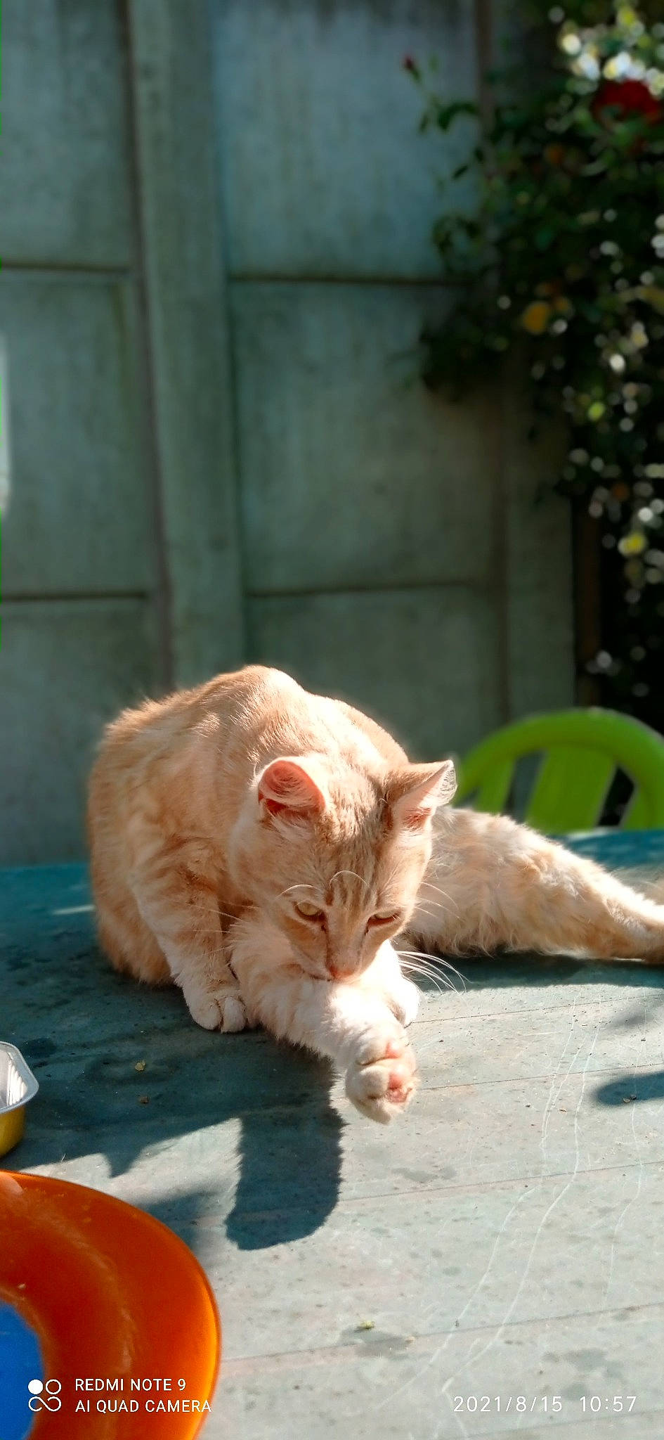 Fripon a rejoint le concours — aidez-le/la à gagner de superbes lots ! carnivore, cat, claw, comfort, domestic_short_haired_cat, fawn, felidae, fur, grass, mammal, paw, plant, road_surface, sitting, small_to_medium_sized_cats, snout, tail, whiskers, window, wood