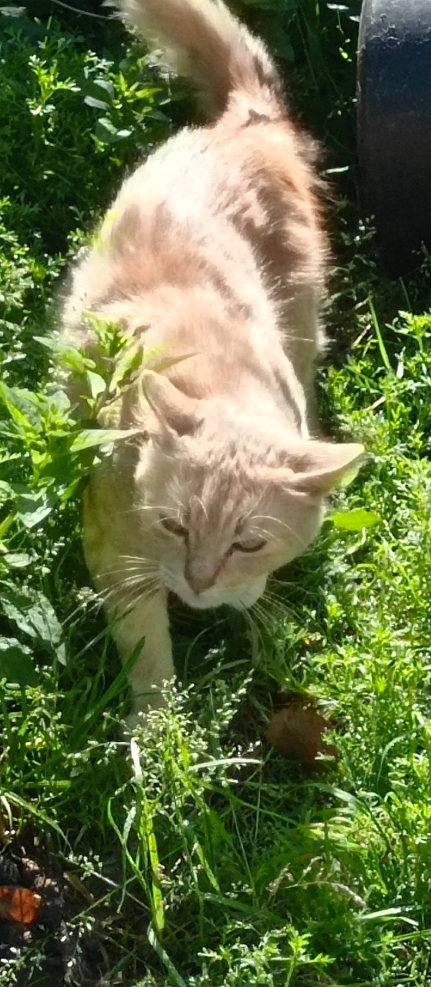 Fripon a rejoint le concours — aidez-le/la à gagner de superbes lots ! carnivore, cat, domestic_short_haired_cat, fawn, felidae, fur, grass, grass_family, groundcover, lawn, organism, plant, shrub, small_to_medium_sized_cats, snout, tail, terrestrial_animal, terrestrial_plant, whiskers, wildlife