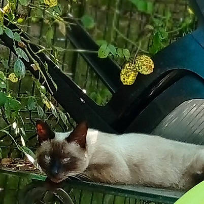 Tymy a rejoint le concours — aidez-le/la à gagner de superbes lots ! balinese, carnivore, cat, domestic_short_haired_cat, fashion_accessory, fawn, felidae, grass, green, jewellery, organism, plant, siamese, small_to_medium_sized_cats, tail, terrestrial_animal, thai, vertebrate, whiskers, windshield