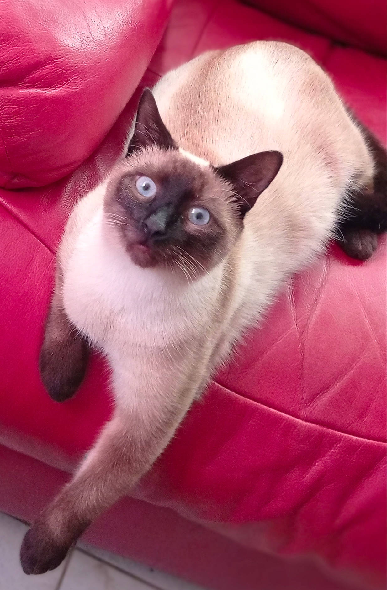 Tymy participe au concours pour gagner de l'argent avec cette photo : carnivore, cat, comfort, fawn, felidae, fur, magenta, paw, siamese, small_to_medium_sized_cats, snout, tail, whiskers