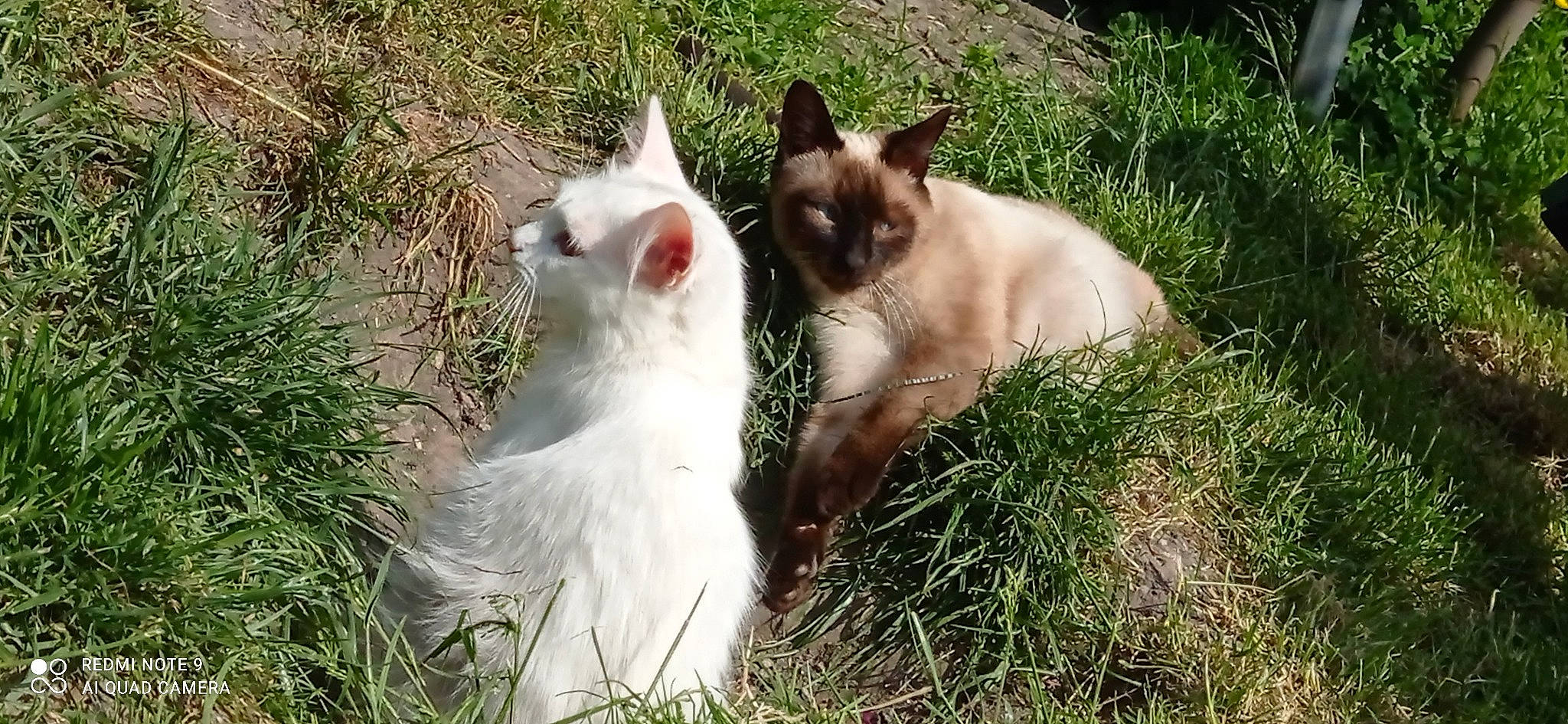 Tymy a rejoint le concours — aidez-le/la à gagner de superbes lots ! canidae, carnivore, cat, dog_breed, domestic_short_haired_cat, eye, fawn, felidae, fur, grass, herbaceous_plant, pasture, plant, siamese, small_to_medium_sized_cats, snout, tail, terrestrial_animal, whiskers, wildlife