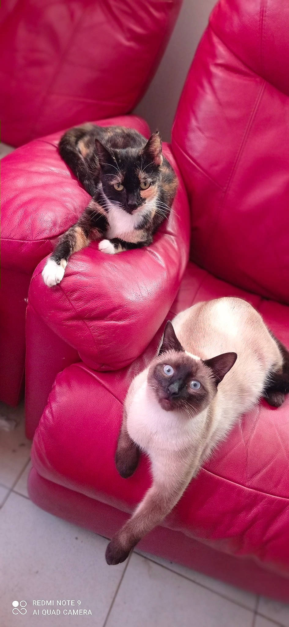 Tymy a rejoint le concours — aidez-le/la à gagner de superbes lots ! carnivore, cat, cat_bed, cat_supply, comfort, couch, domestic_short_haired_cat, fawn, felidae, fur, magenta, mammal, pink, plant, purple, siamese, small_to_medium_sized_cats, tail, vertebrate, whiskers