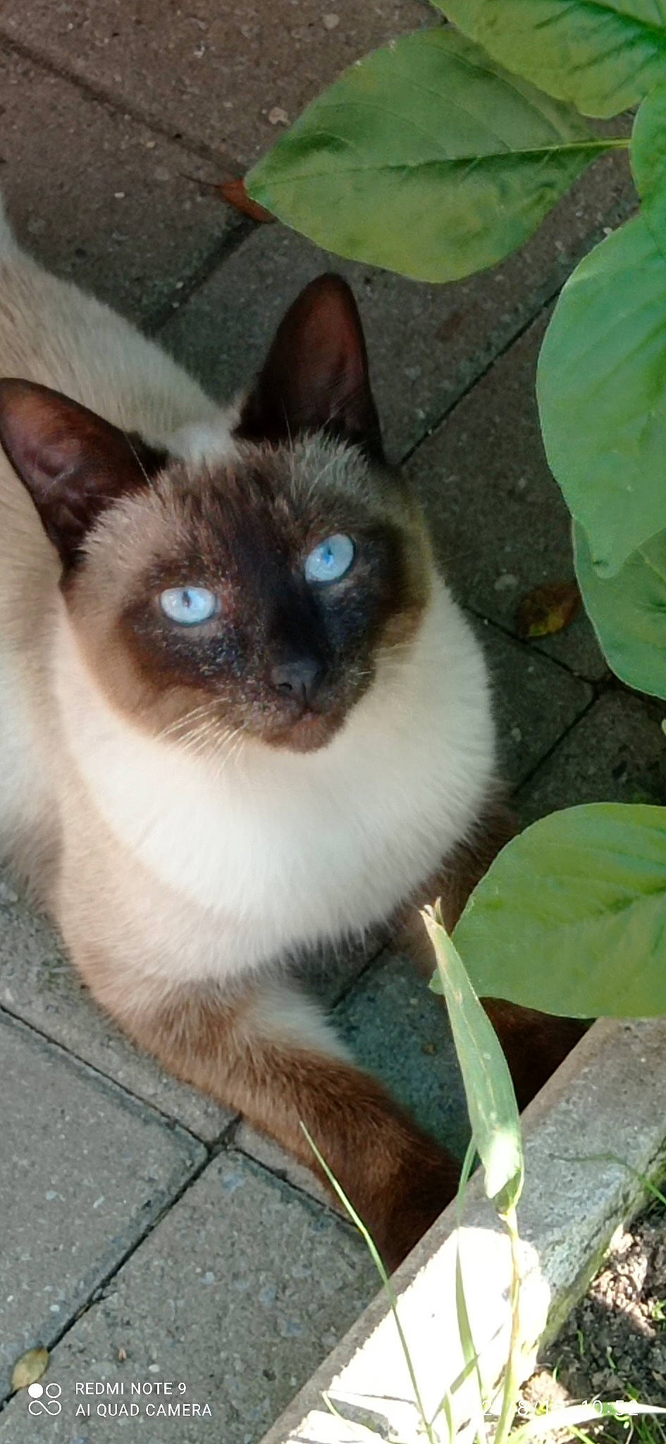 Tymy a rejoint le concours — aidez-le/la à gagner de superbes lots ! carnivore, cat, fawn, felidae, fur, grass, siamese, small_to_medium_sized_cats, snout, terrestrial_animal, whiskers