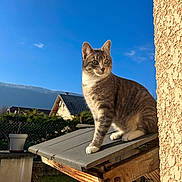 Bouba a rejoint le concours — aidez-le/la à gagner de superbes lots ! cat, tabby_cat, outdoor, sunlight, blue_sky, house, roof, wood, garden, plant_pot, fence, daytime, animal, pet, fur, whiskers, ears, looking_away, nature, domestic_cat