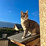 cat, tabby_cat, outdoor, sunlight, blue_sky, house, roof, wood, garden, plant_pot, fence, daytime, animal, pet, fur, whiskers, ears, looking_away, nature, domestic_cat