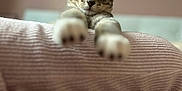 Bouba participe au concours pour gagner de l'argent avec cette photo : cat, tabby, paws, blanket, stretching, close_up, indoor, cozy, furniture, soft_texture, bedroom, framed_pictures, relaxed, pet, animal, cute, whiskers, ears, fur, resting