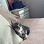 Bouba participe au concours pour gagner de l'argent avec cette photo : cat, kitten, bed, pillow, blanket, nightstand, tablet, framed_art, indoor, relaxed, cozy, striped_cat, pink_bedspread, knitted_pillow, furniture, home, pet, curious, resting, domestic_animal