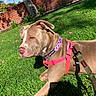 dog, brown_dog, pink_harness, purple_collar, grass, lawn, outdoor, sunny, brick_wall, plants, pet, canine, leash, nature, daylight, relaxed, animal, side_view, greenery, garden