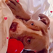 Pebbles joined the competition — help win amazing prizes! dog, blanket, toy, red_bone, heart_overlay, paw, snuggled, cute, pet, canine, indoor, relaxed, sleepy, bed, fur, ears, nail, closeup, love, comfort