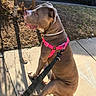 dog, canine, pet, animal, harness, leash, sidewalk, outdoor, sunlight, shadow, tree, soil, car, parking, obedient, sitting, brown_dog, pink_harness, daytime, nature