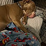 Pebbles is registered to the contest to win money with this photo: animal, blanket, brown_dog, collar, comfort, cozy, crate, dog, fabric, fur, home, indoor, paw, pet, quiet, relaxed, resting, sleeping, snout, soft_texture
