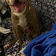 Pebbles joined the competition — help win amazing prizes! animal, blanket, brown, canine, companion, couch, cozy, dog, domestic, ears, face, fur, happy, indoor, patterned, pet, seated, smiling, tongue, white