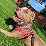 dog, canine, pet, animal, grass, outdoor, sunny, blue_sky, tree, brick_wall, collar, harness, happy, relaxed, muzzle, ears, leash, nature, daytime, playful