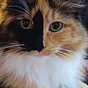 Miss Cali is registered to the contest to win money with this photo: abyssinian, angora, animal, brasssection, cat, horn, kitten, manx, musicalinstrument, pet, siamese